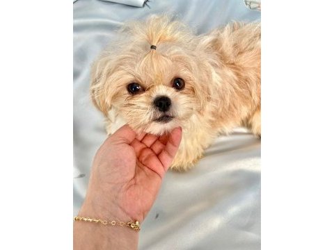 Tuvalet eğitimli shih-tzu (şitzu)
