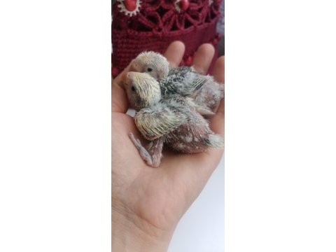 El besleme sevda papağanları