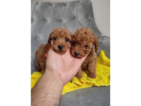 Avuç içi kadar renk güzelleri poodle