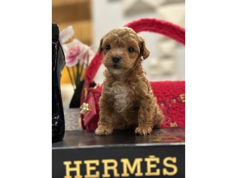 Yeni gelen maltipoo bebeklerimiz
