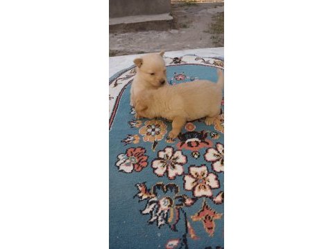 Minyatür pinscher