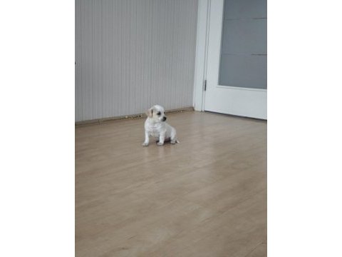 2 aylık yavru bebek chihuahua