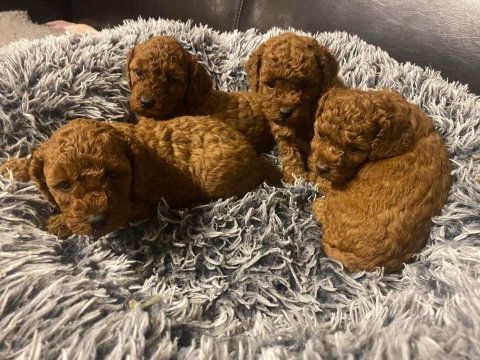 Yasal köpek çiftliğinden toy poodle