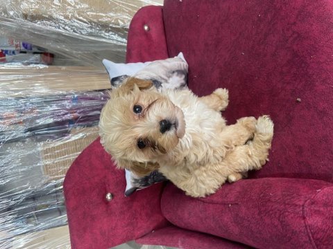 Yavru maltipoo bebeklerime yuva arıyorum