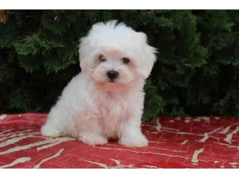 Mükemmel maltese terrier yavrularımız