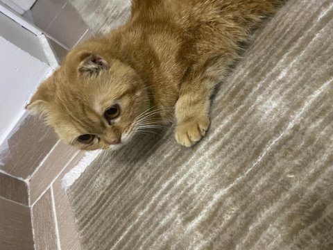 İç dış parazit aşısı yapıldı 6 aylık scottish fold yavrumuz