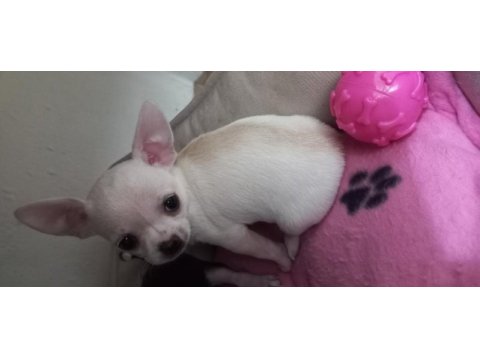 Chihuahua puppies