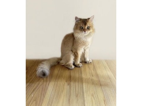 Wcf pedigreli british longhair erkek chocolate golden shaded