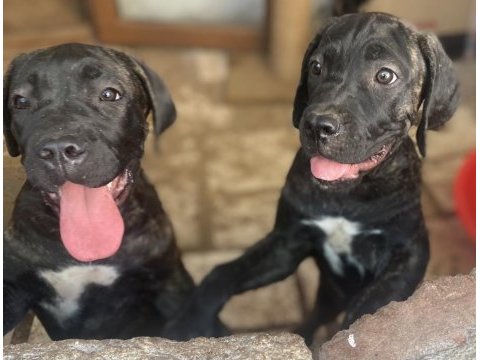 A scr kıf belgeli blender şampiyon dede cane corso torunları