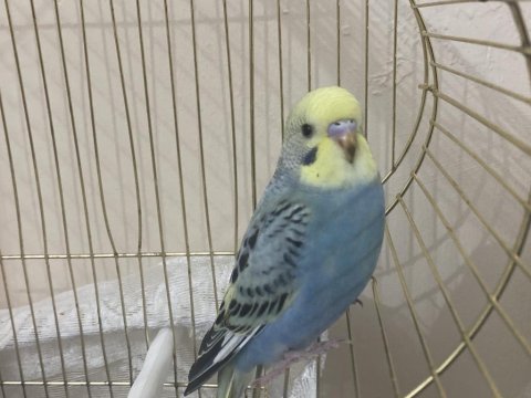 40 günlük dişi rainbow muhabbet kuşu