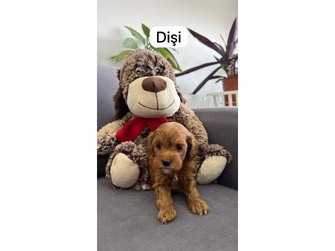 Siboşun poodle bebekleri