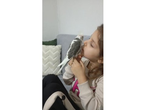 Elle beslenmiş yavru sultan papağanlar