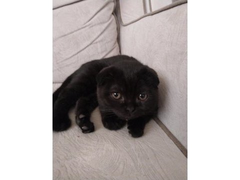 Dişi bebek scottish fold