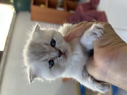 Scottish fold yavrularımıza yeni yuvalarını arıyoruz