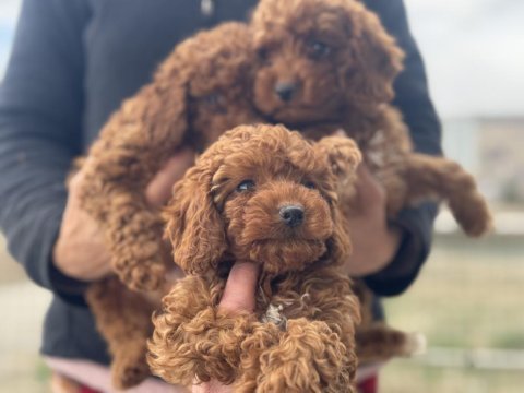 Ankarada aktif 7 adet toy poodle ziyarete açık