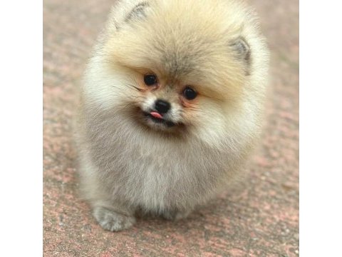 Şirin pomeranian yavrular