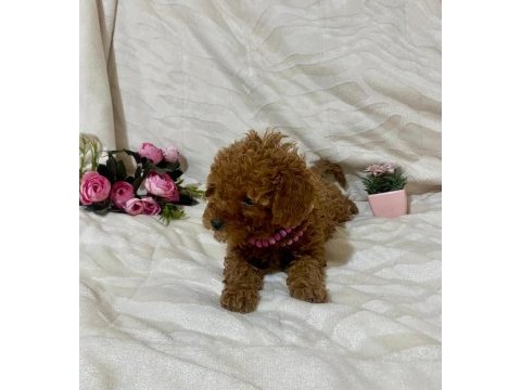 Cici kızımız toy poodle