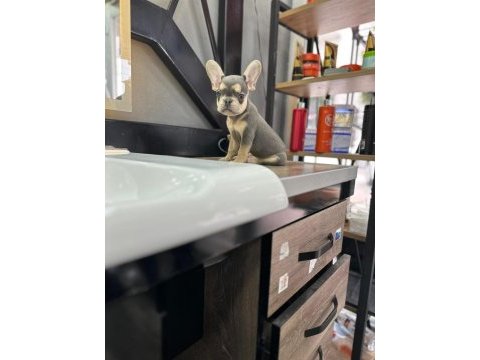 French bulldog