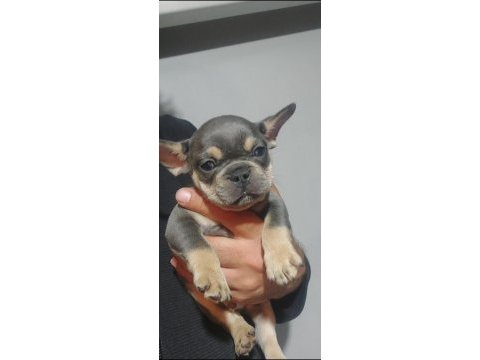 Yavru french bulldog
