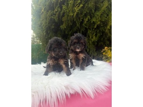 A++ maltipoo yavrular 81 ile gönderim var