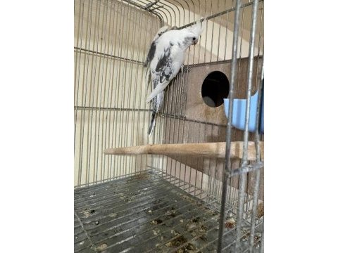 Kızgınlık yumurtası atan kusursuz damızlık wf dişi sultan