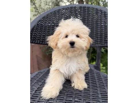 Kore maltipoo bebekler