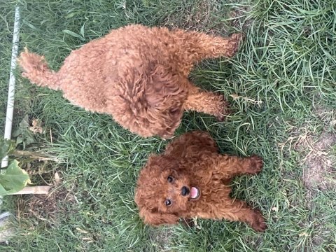 Oyuncak boy kore toy poodle bebekler