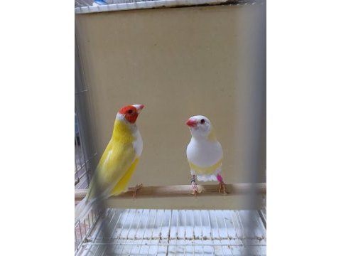 Golden finch
