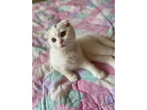 Scottish fold 3 aylık erkek karneli