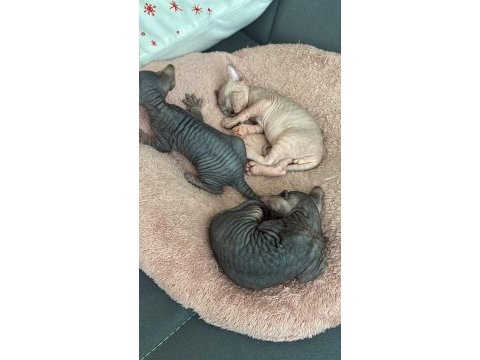 Çok tatlı sfenks yavruları