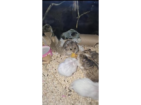 Gonzales hamster