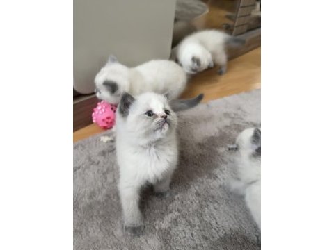 British shorthair blue point