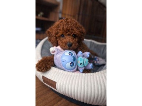 Poodle yavrular