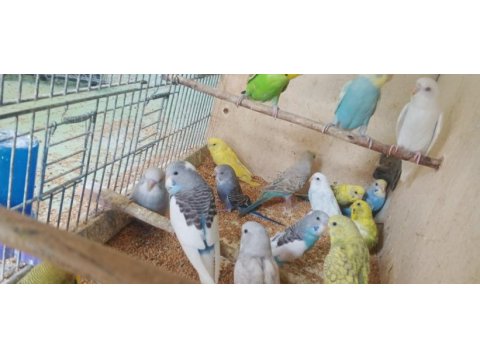 Yavru alıştırmalık muhabbet kuşları