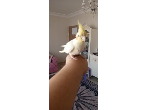 8 aylık evcil lutino sultan papağanı