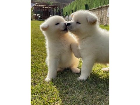 Beyaz japon akita ınu yavrulari istanbul 