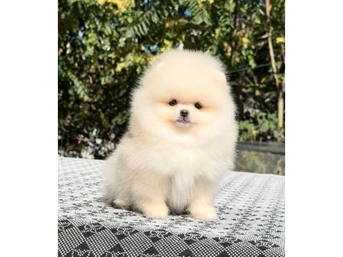 Irkının en güzel yavrusu 2.5 aylık pomeranian boo