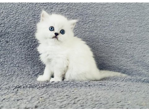 British longhair ve scottish yavrular özel kalite