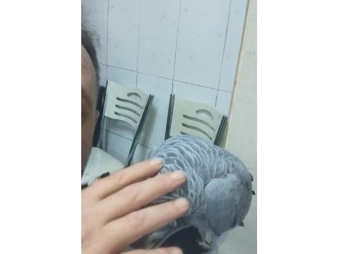 Full evcil jako papağanı