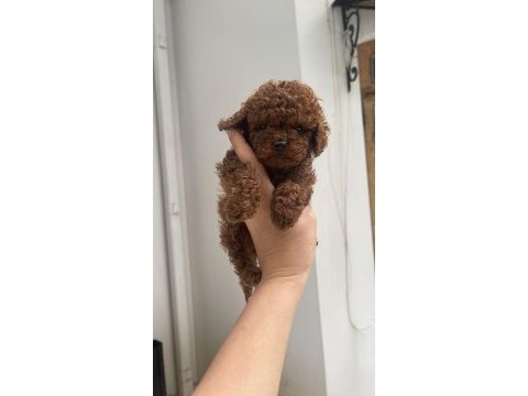 Poodle köpekler