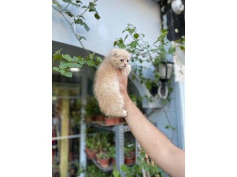 Teslime hazır golden scottish fold erkekler