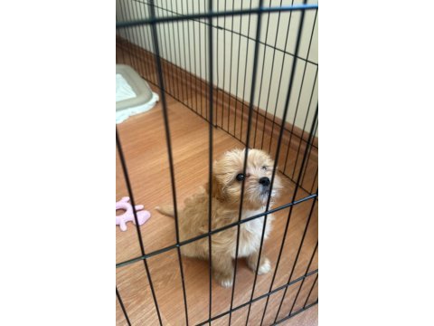 Dişi maltipoo yavrusu 2.5 aylık