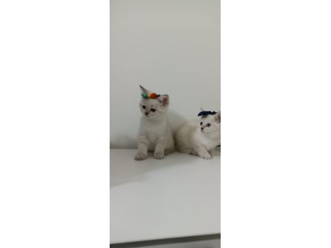 Ücretsiz british shorthair sahiplendirme