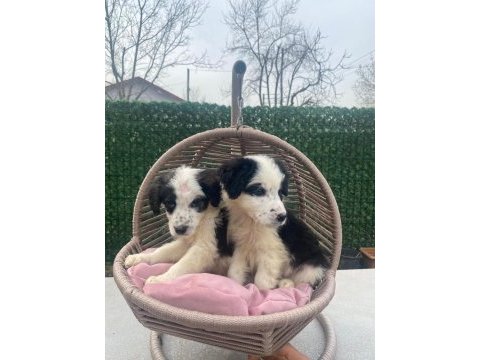Zeka küpü border collie