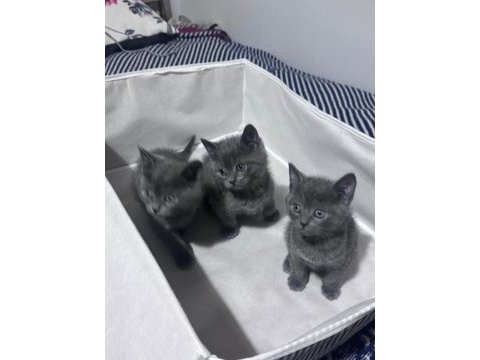 Safkan russian blue yavrular rezerveye açık