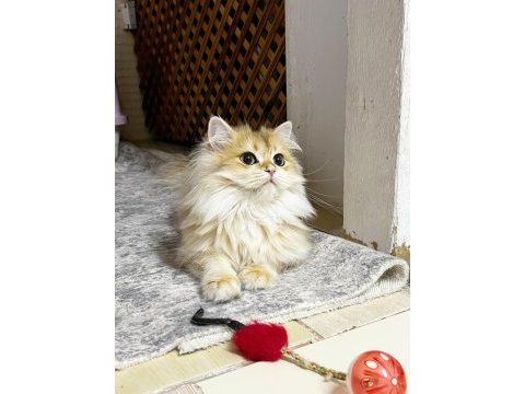 Yetişkin golden british longhair