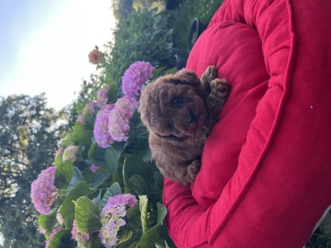 Orjinal minyatür toy poodle yavrular 