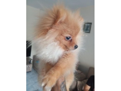 4 aylık pomeranian yer dolayısından vereceğim