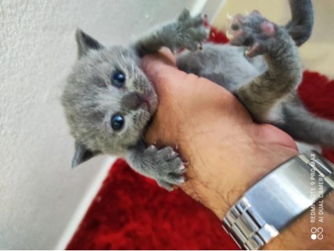 British shorthair 26 günlük yavrular