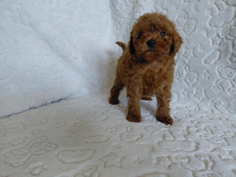 Toy poodle köpeği